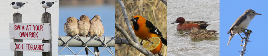 Vermont Birder